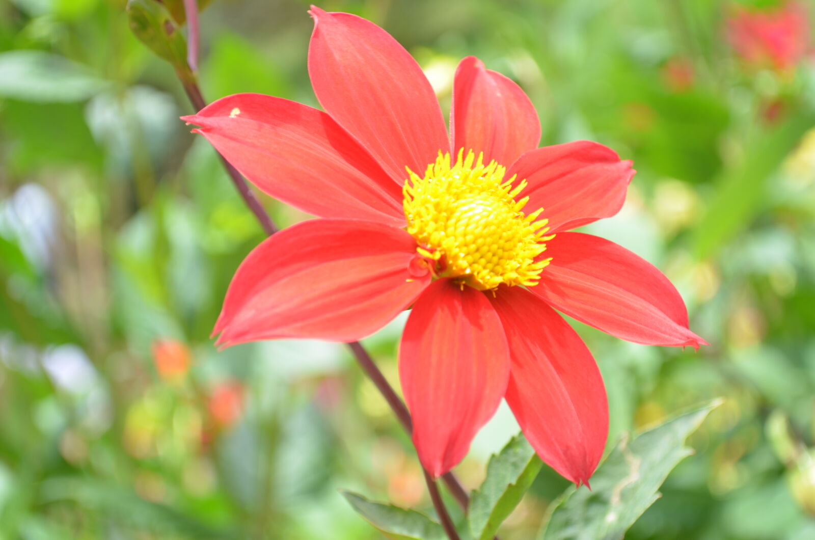 Nikon D5100 sample photo