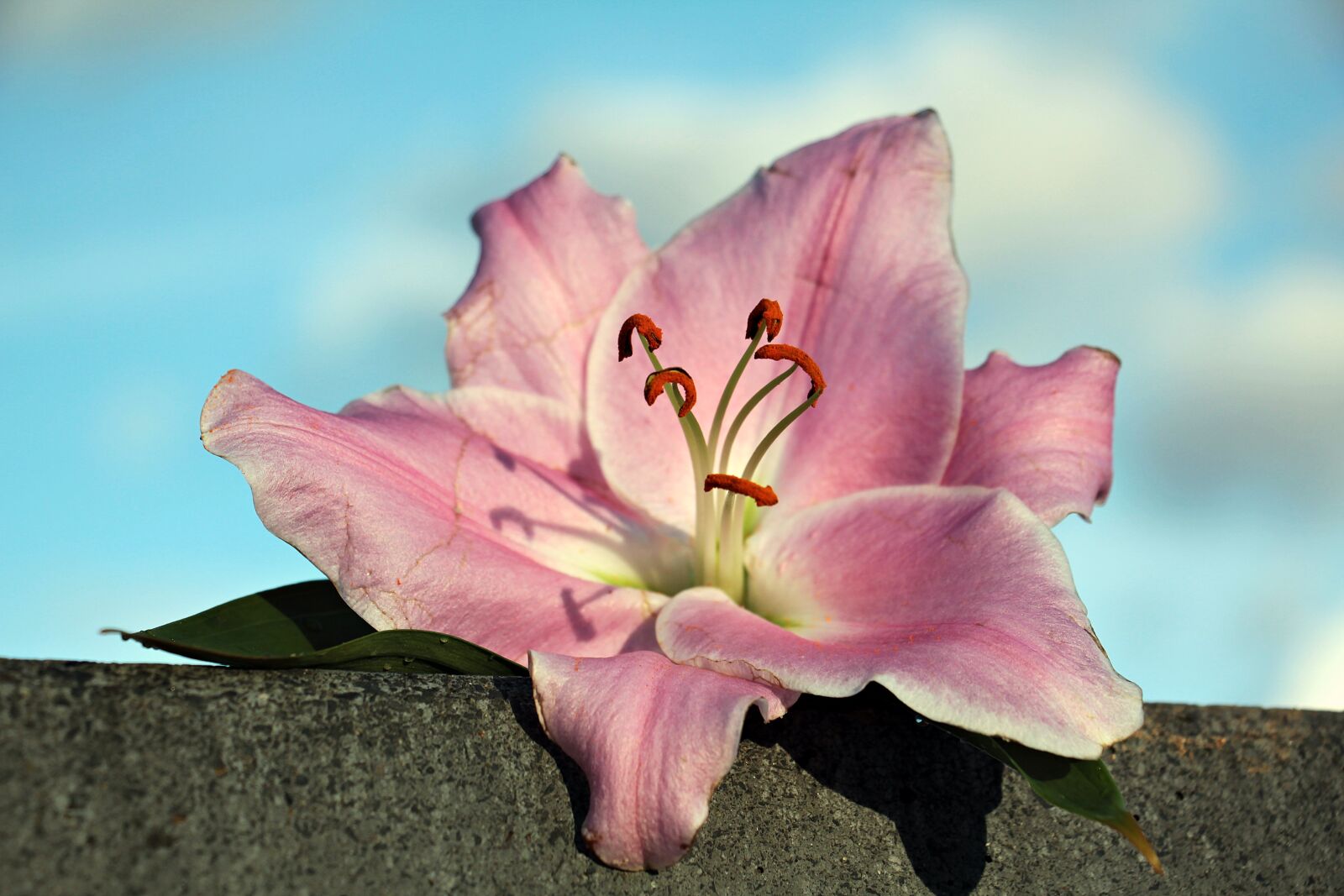 Canon EOS 550D (EOS Rebel T2i / EOS Kiss X4) sample photo. Lily, flower, blossom photography