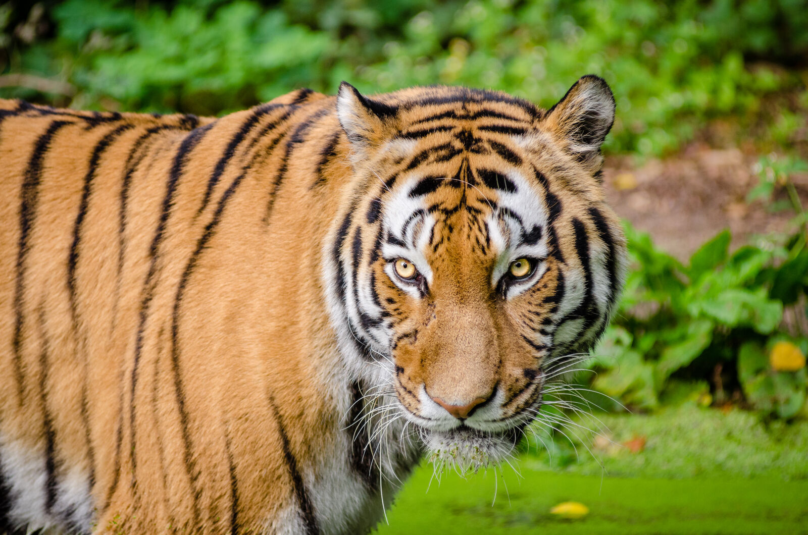 AF Zoom-Nikkor 80-200mm f/2.8 ED sample photo. Tiger, on, green, lawn photography