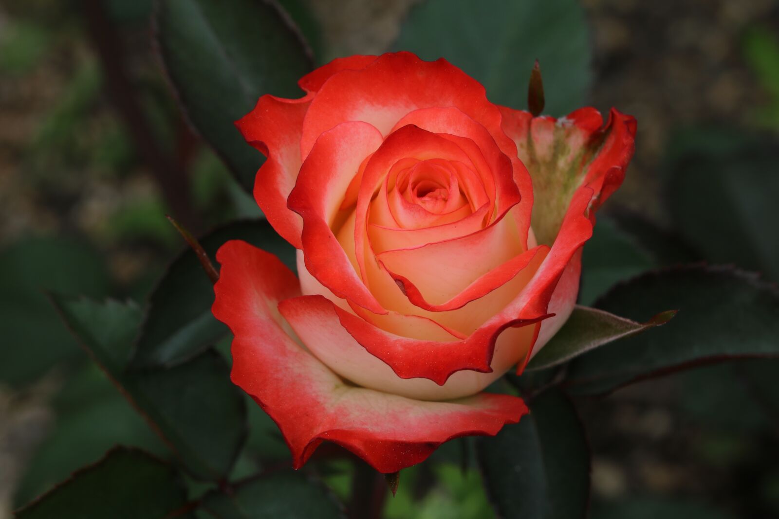 Canon EOS 750D (EOS Rebel T6i / EOS Kiss X8i) sample photo. Rose, flowers, beautiful photography