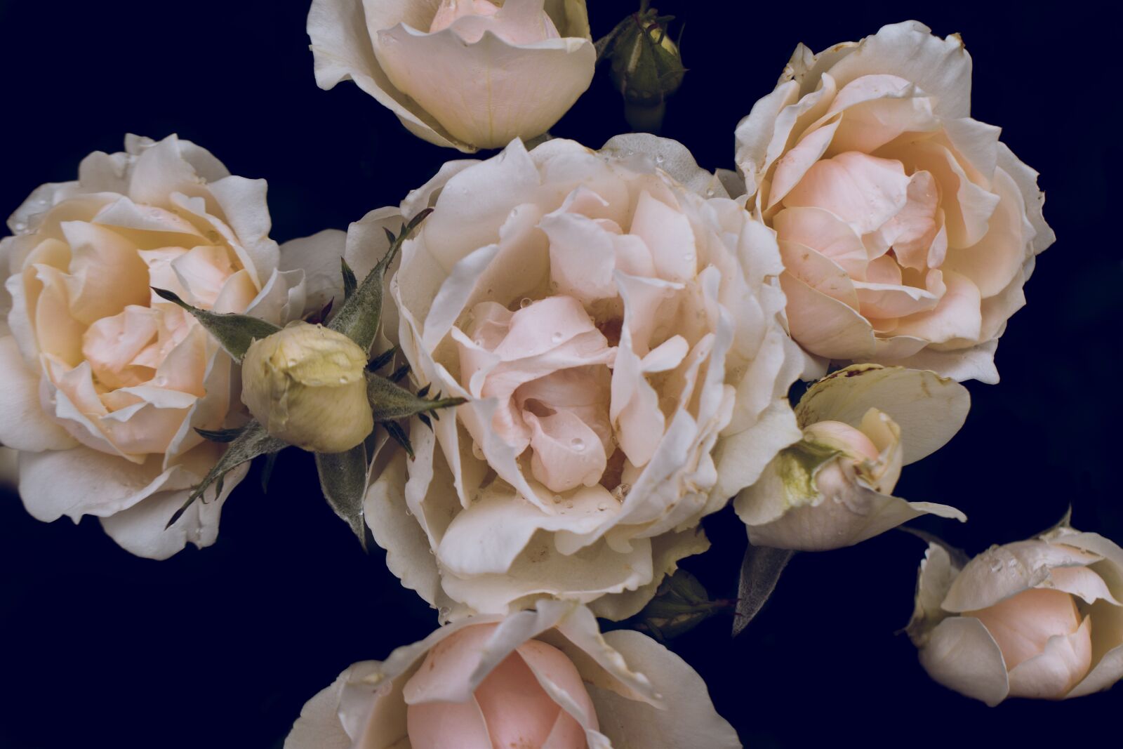 Nikon D5600 sample photo. Pink roses, blooming, close-up photography