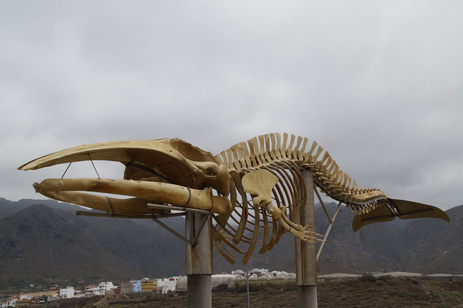 Sony SLT-A58 sample photo. Whale skeleton, skeleton, monument photography