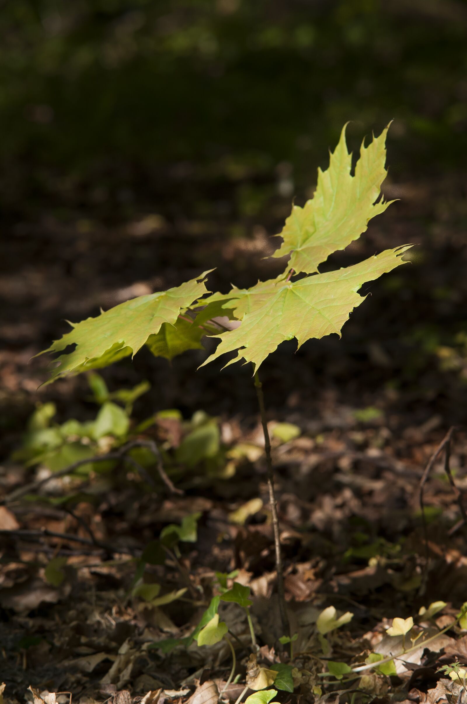 Nikon D300 sample photo. Forest, maple, spring photography