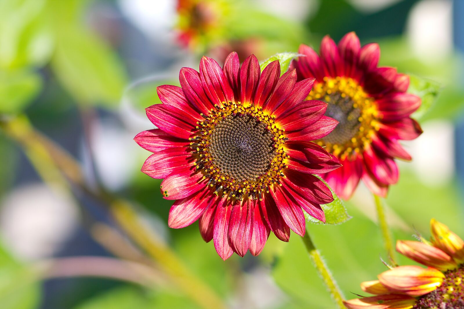Canon EOS 550D (EOS Rebel T2i / EOS Kiss X4) sample photo. Sunflower, red, summer photography
