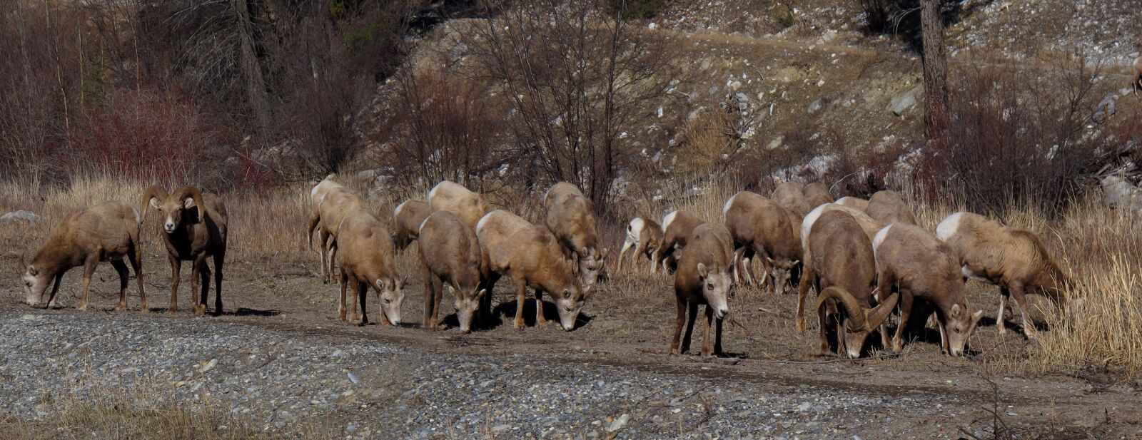 Canon PowerShot G12 sample photo. Bighorn sheep, animals, herd photography
