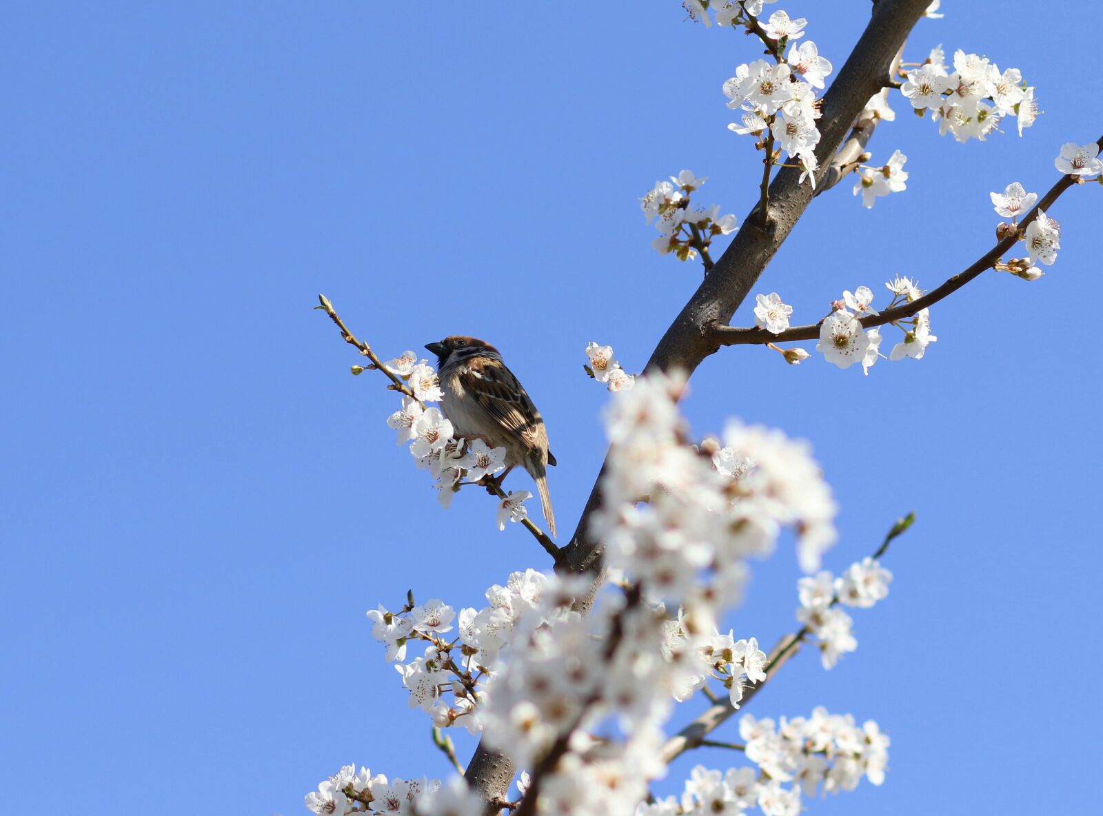 Canon EF 85mm F1.8 USM sample photo. Sparrow, casey, flowers photography