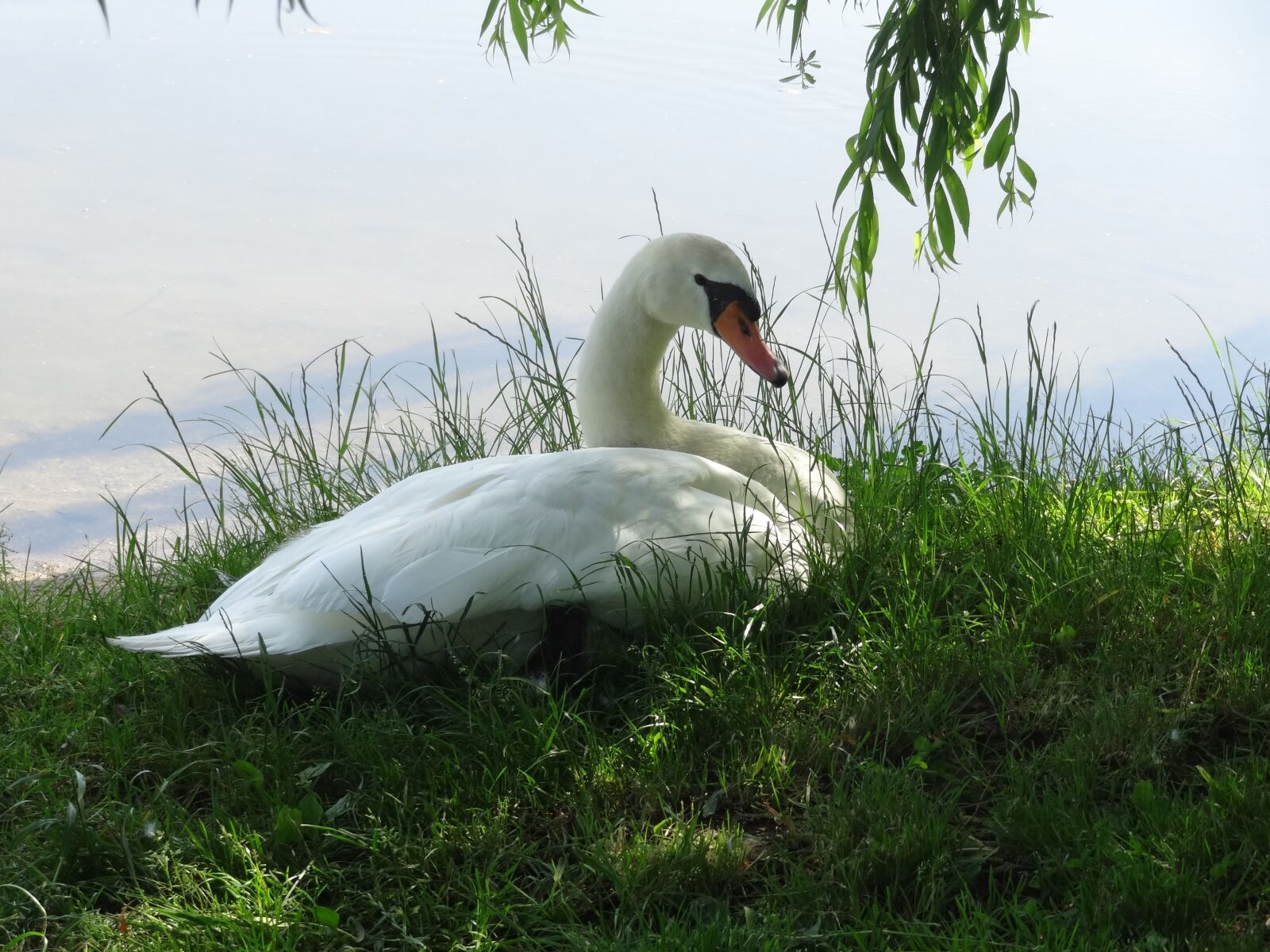 Sony Cyber-shot DSC-HX10V sample photo. Swan, meadow, bank photography