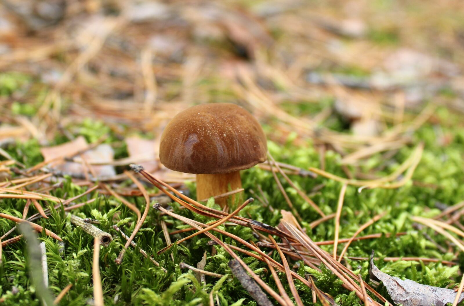 Canon EOS 1200D (EOS Rebel T5 / EOS Kiss X70 / EOS Hi) sample photo. Mushroom, forest, chestnut boletus photography