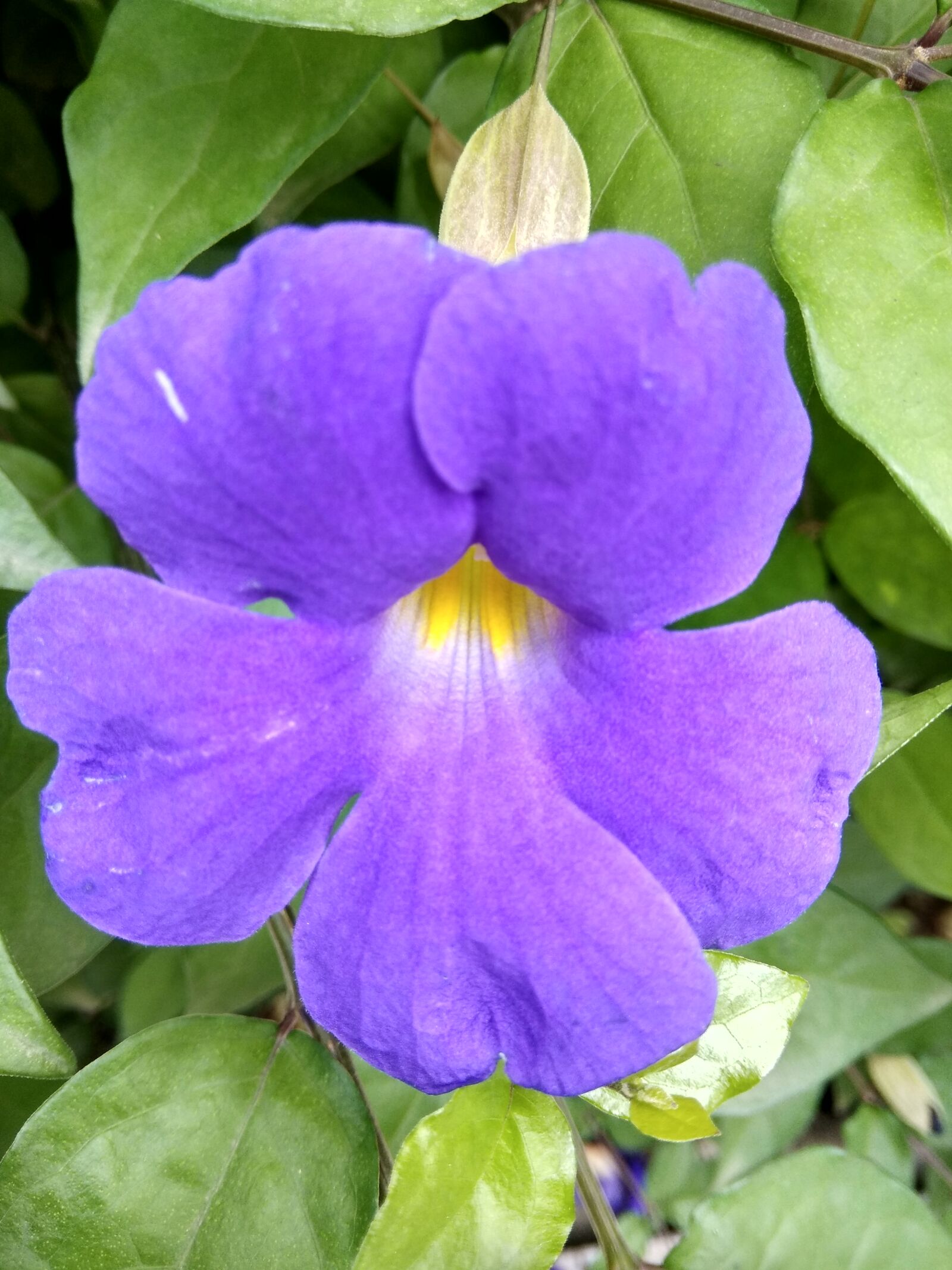 Xiaomi Redmi Note 4 sample photo. Beautiful, flowers photography