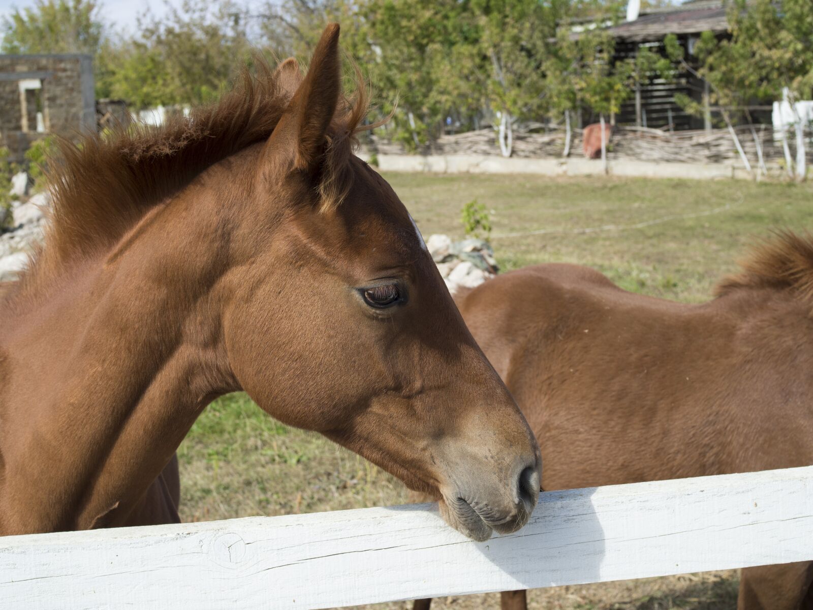 Olympus OM-D E-M10 II + Olympus M.Zuiko Digital 25mm F1.8 sample photo. Horse, head, equine photography