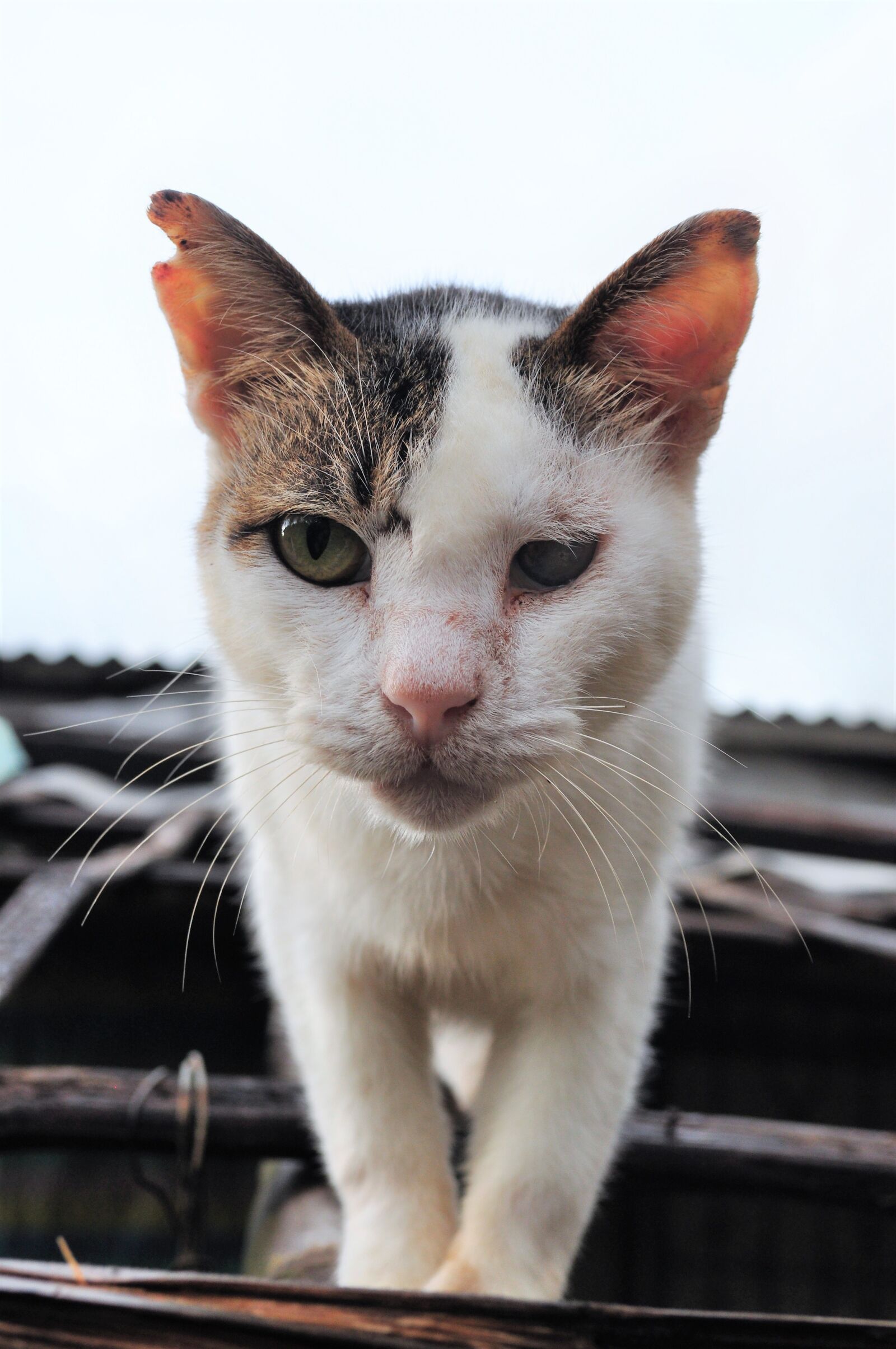 Nikon D5000 sample photo. Cat, pet, animal photography