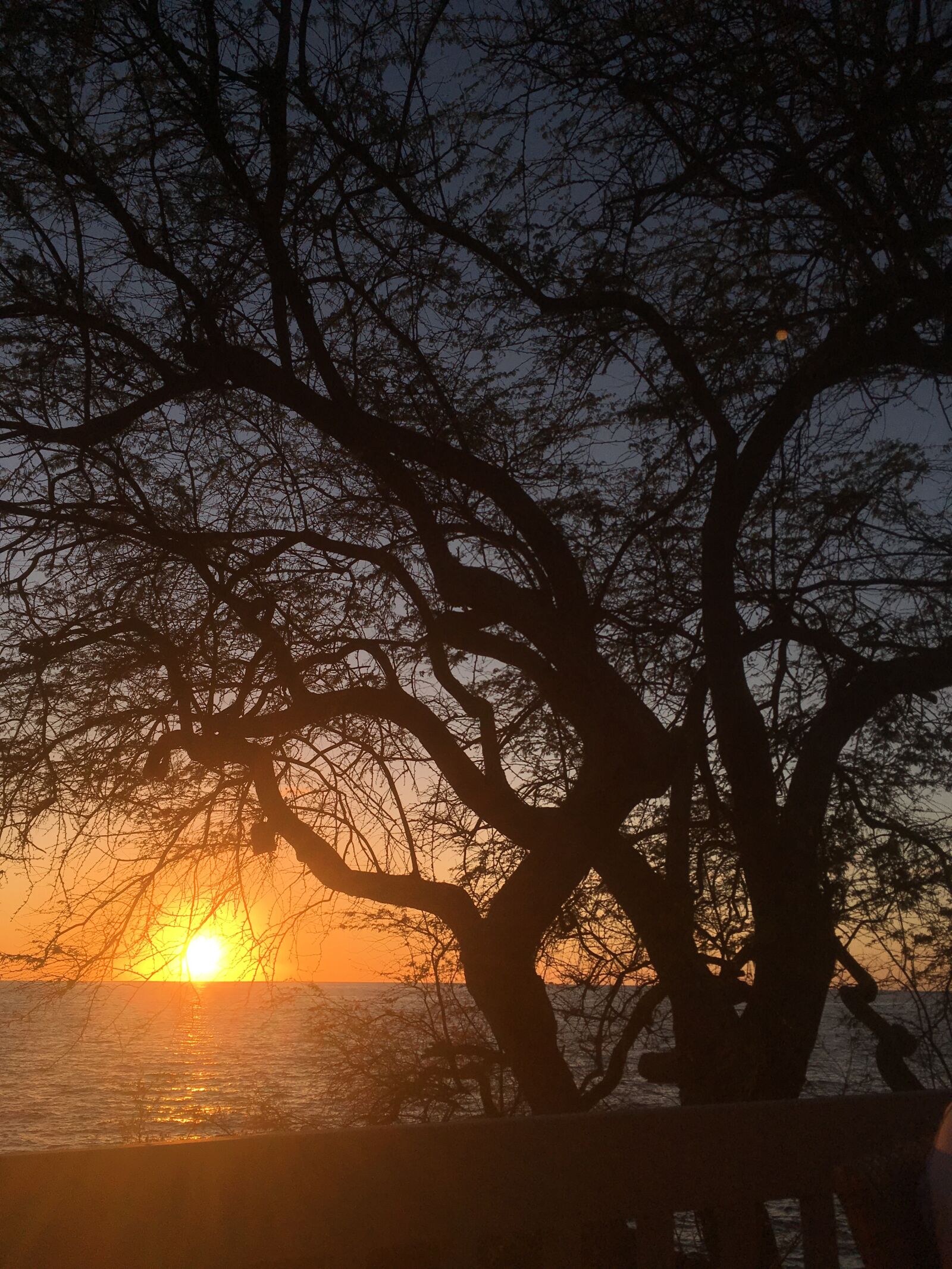 iPhone SE back camera 4.15mm f/2.2 sample photo. Sunset, tree, hawaii photography