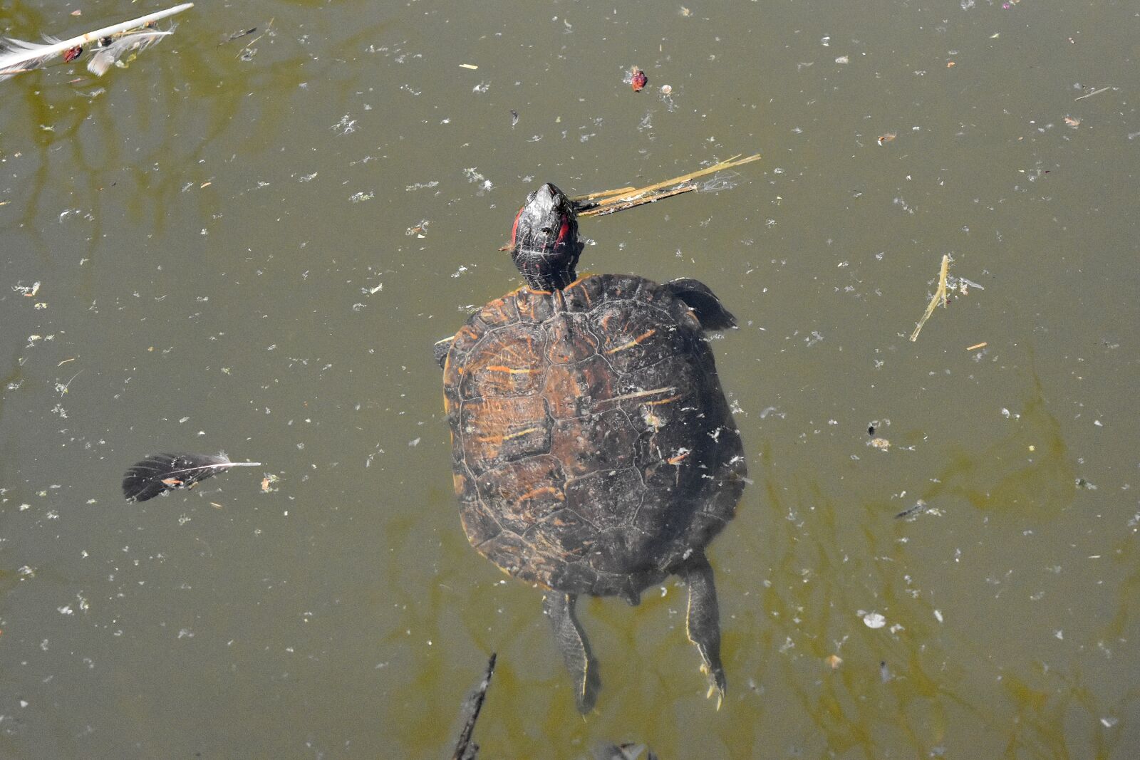 Nikon D5500 sample photo. Water, turtle, reptile, pool photography