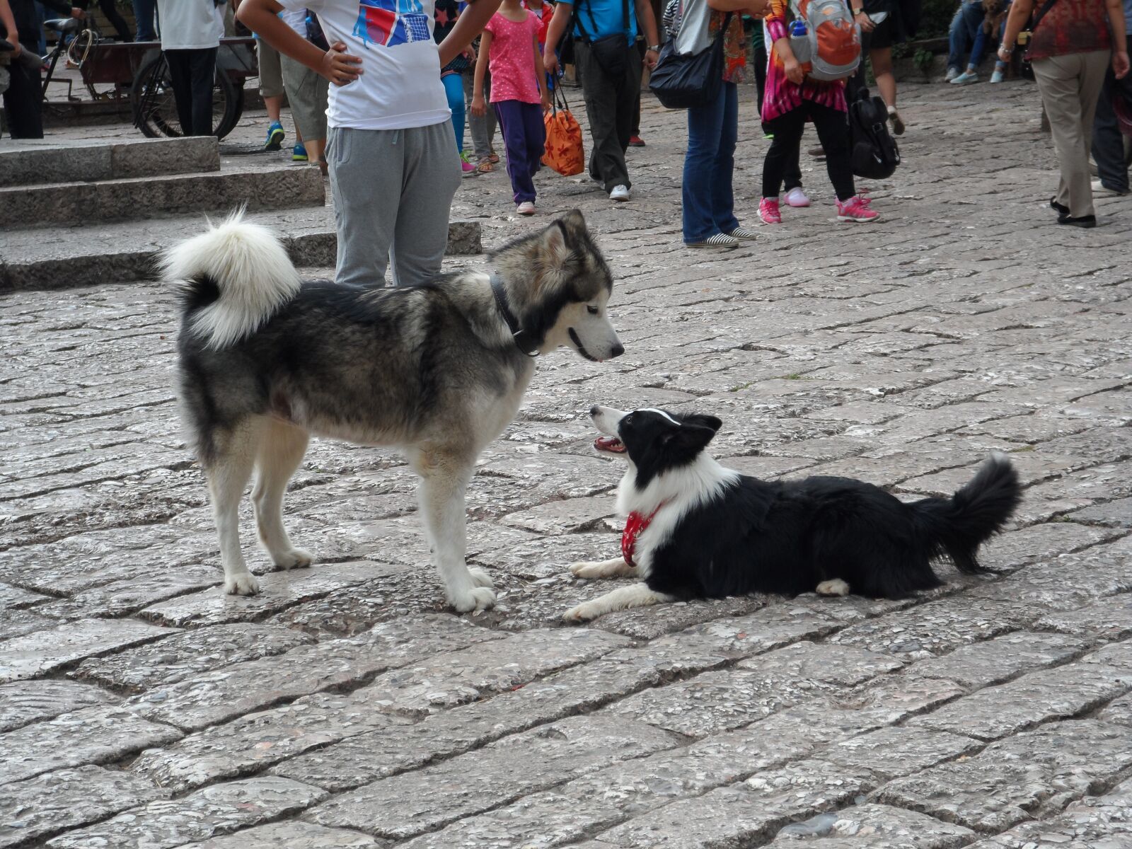 Samsung DV300 / DV300F / DV305F sample photo. Huskies, lijiang, animal photography