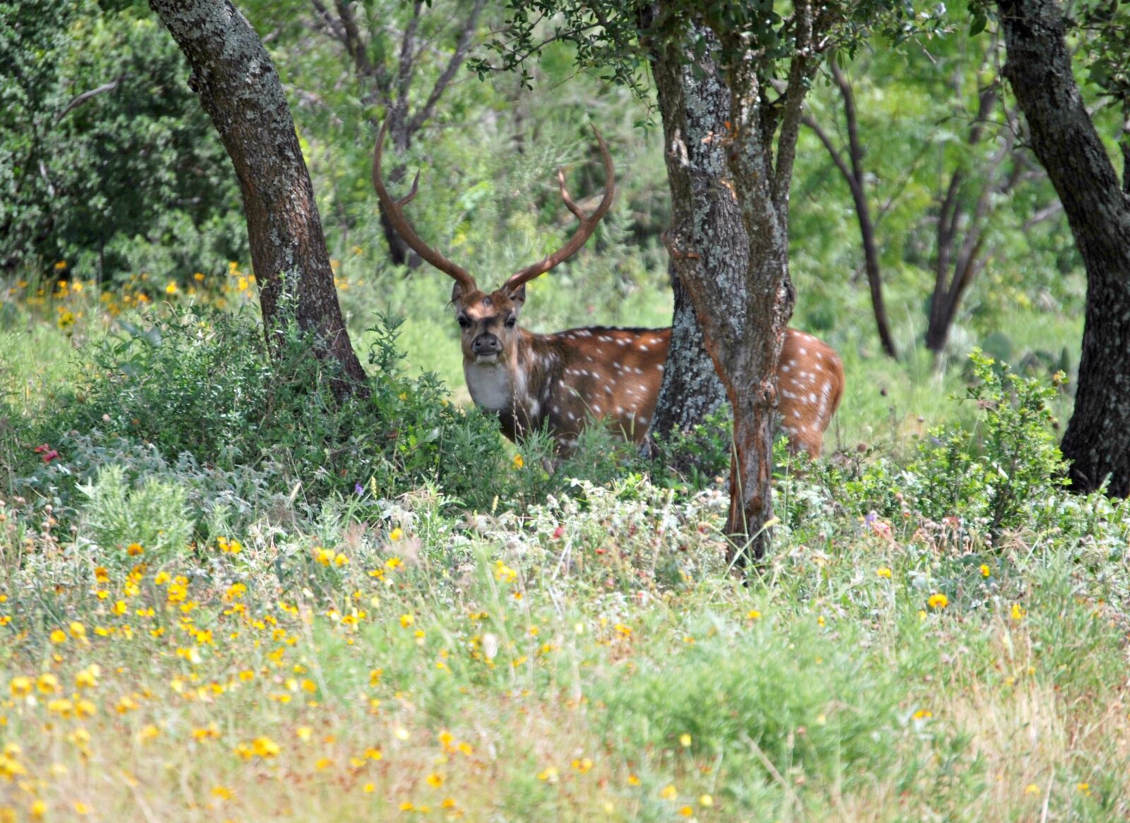 Nikon D60 sample photo. Wild animal, deer, wild photography