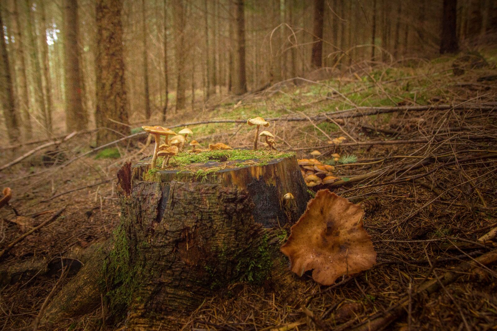 Sony SLT-A77 sample photo. Tree stump, brown, green photography