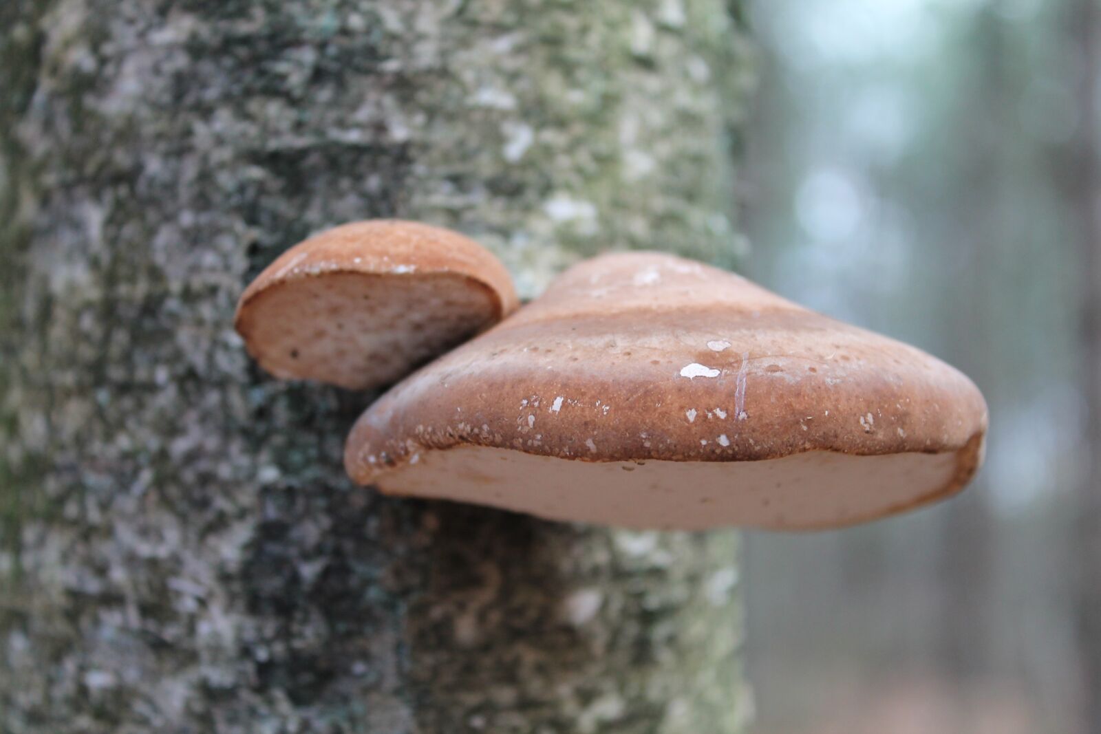 Canon EOS 1100D (EOS Rebel T3 / EOS Kiss X50) sample photo. Mushroom, autumn, tree photography