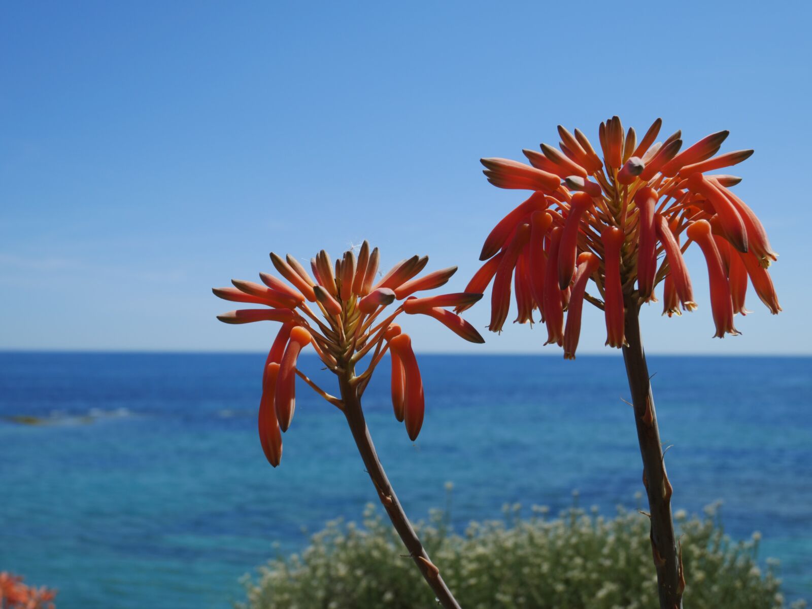 Panasonic Lumix DMC-GX85 (Lumix DMC-GX80 / Lumix DMC-GX7 Mark II) sample photo. Nature, tropical, summer photography