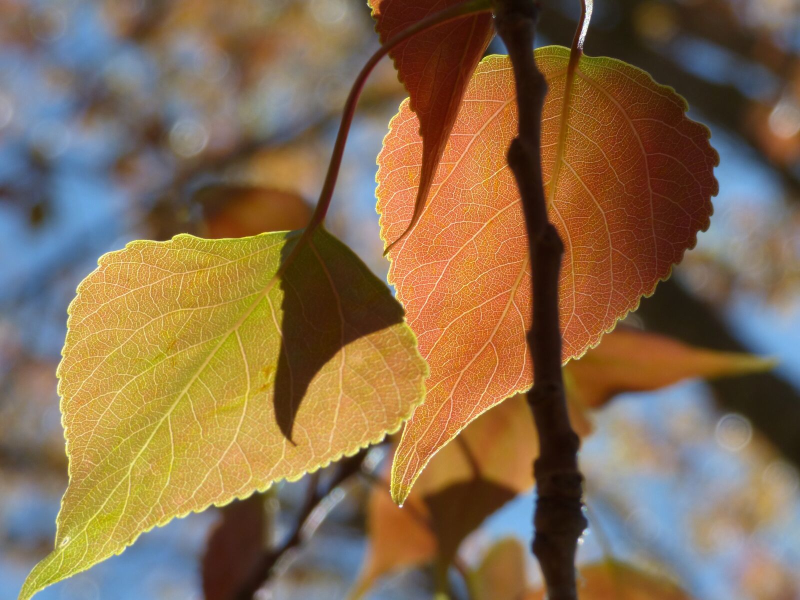 Panasonic Lumix DMC-FZ70 sample photo. Poplar, leaf, outbreak photography