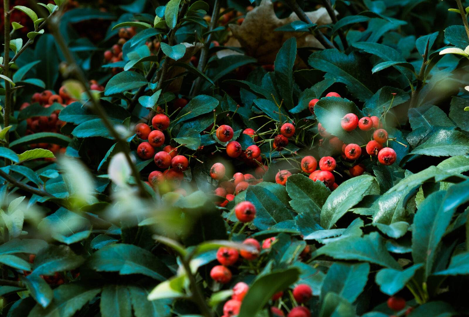 Fujifilm XF 18-55mm F2.8-4 R LM OIS sample photo. Red, fruit, surrounded, by photography