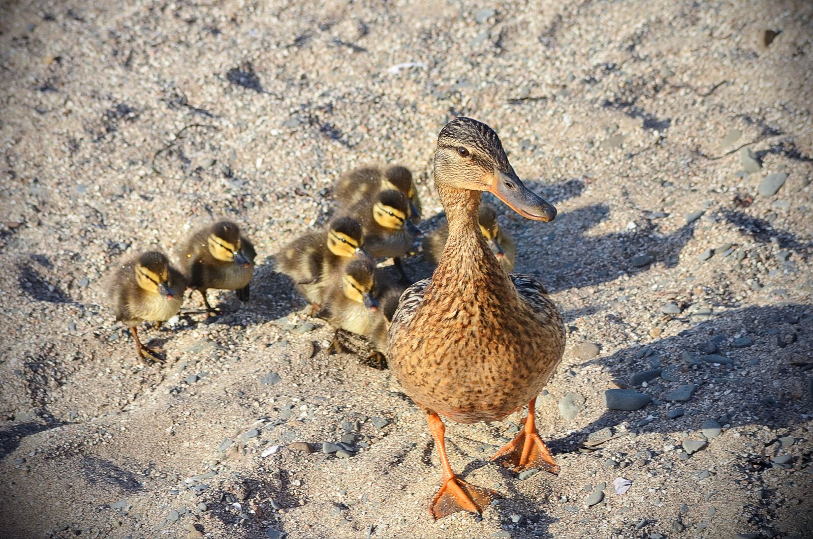 Nikon D5100 sample photo. Duck, wild, mallard photography
