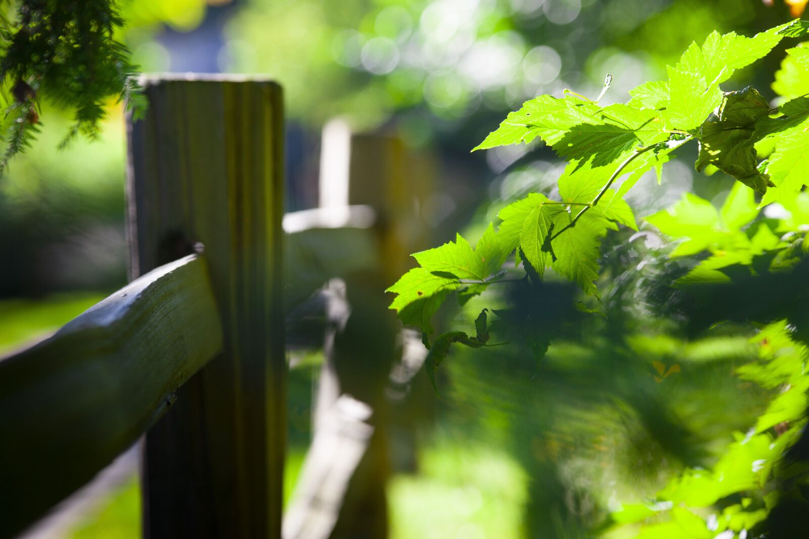 Canon EOS 5D Mark II sample photo. Leaves, foliage, plants photography