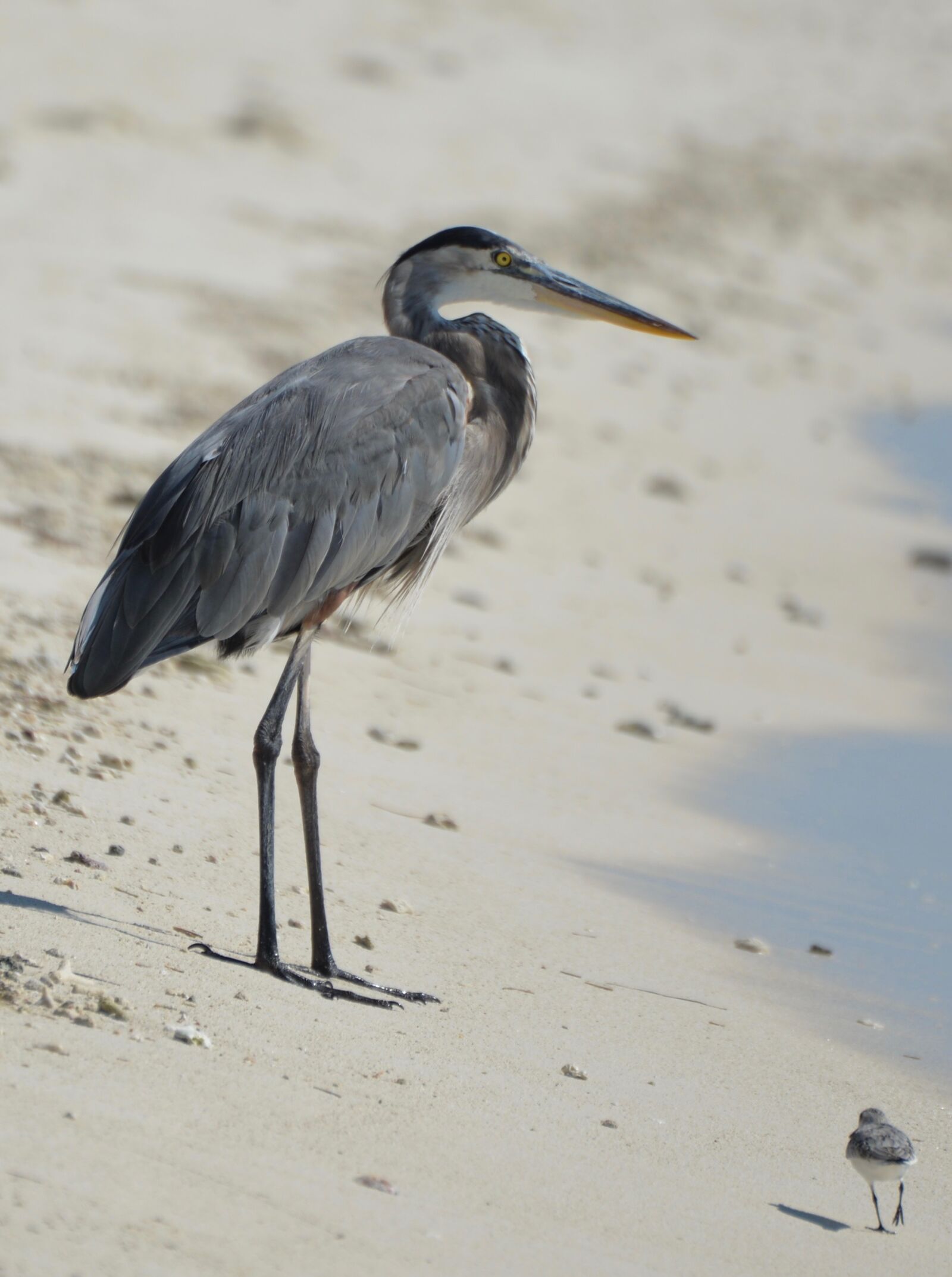 Nikon D610 sample photo. Heron, beach, bird photography