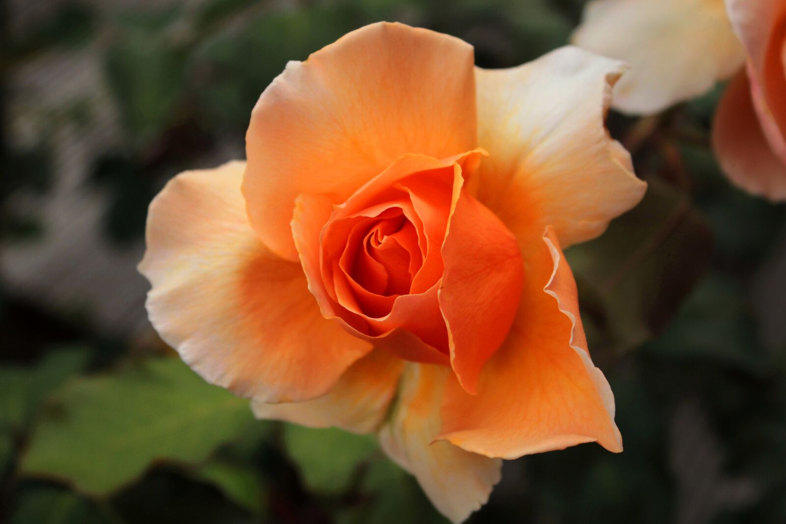 Canon EOS 600D (Rebel EOS T3i / EOS Kiss X5) sample photo. Rose, orange, flower photography