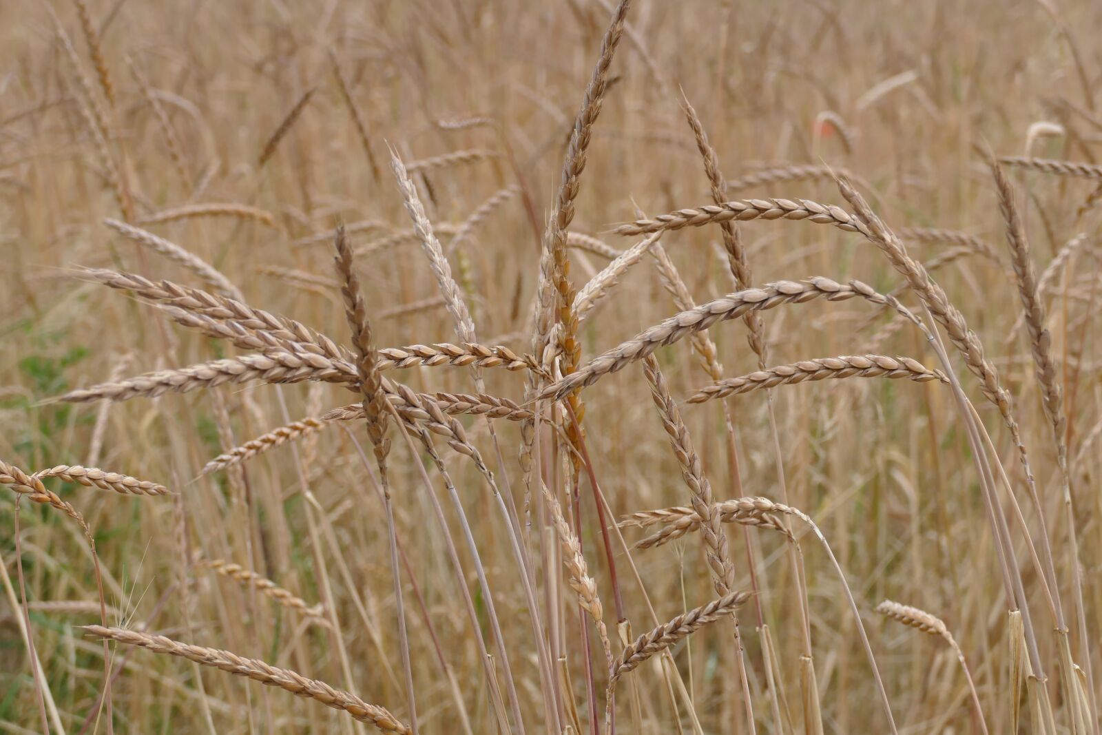 Panasonic Lumix DMC-FZ1000 sample photo. Spelt, cereals, triticum aestivum photography