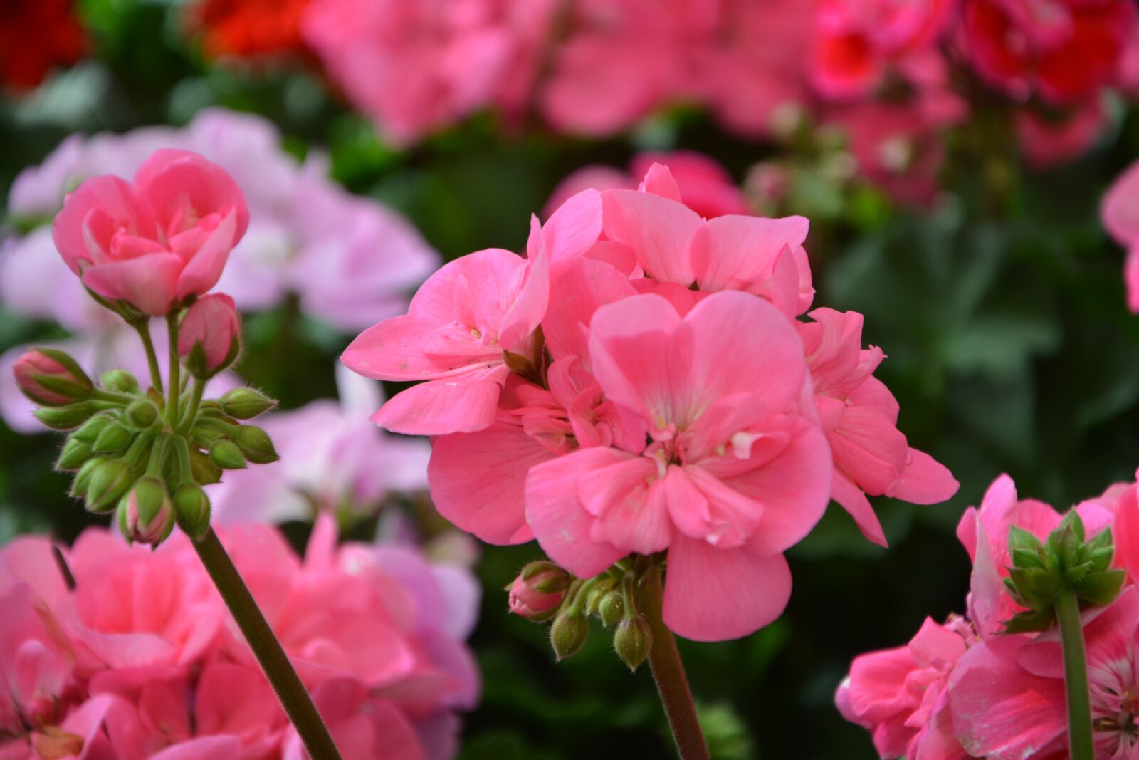 Nikon D5200 sample photo. Flower, flower buds, color photography