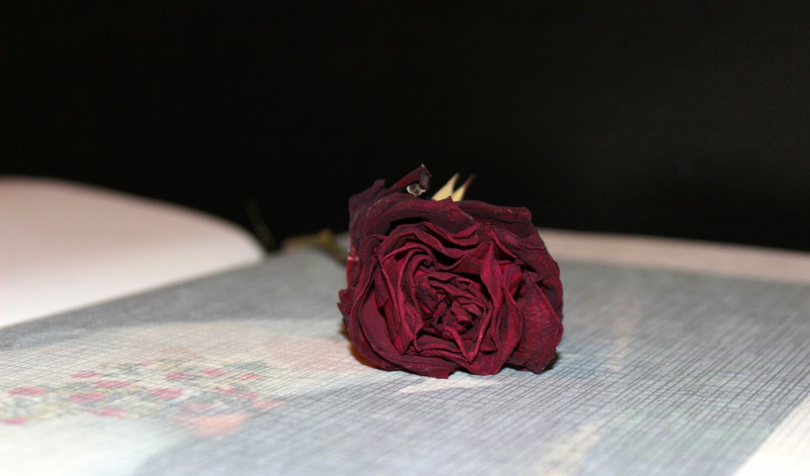 Canon EOS 650D (EOS Rebel T4i / EOS Kiss X6i) sample photo. Photo album, dried rose photography