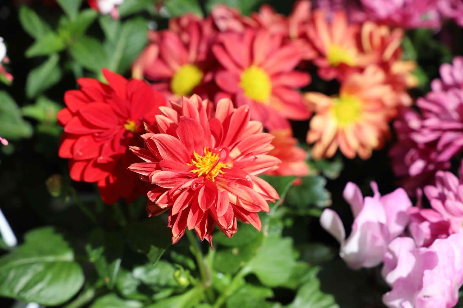 Canon EOS 6D Mark II sample photo. Flower, nature, plant photography