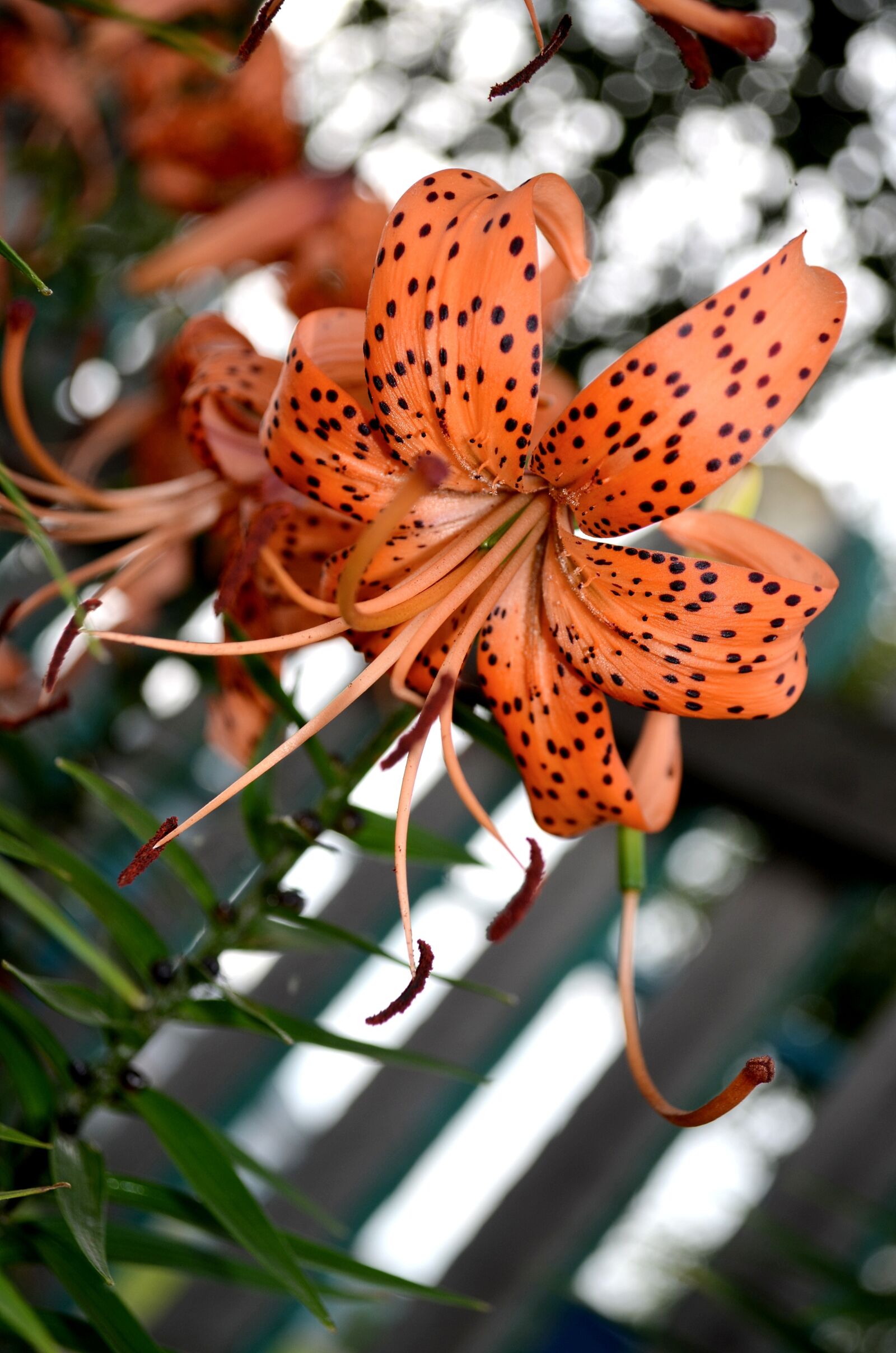 Nikon D5100 sample photo. Lily, tiger lily, orange photography