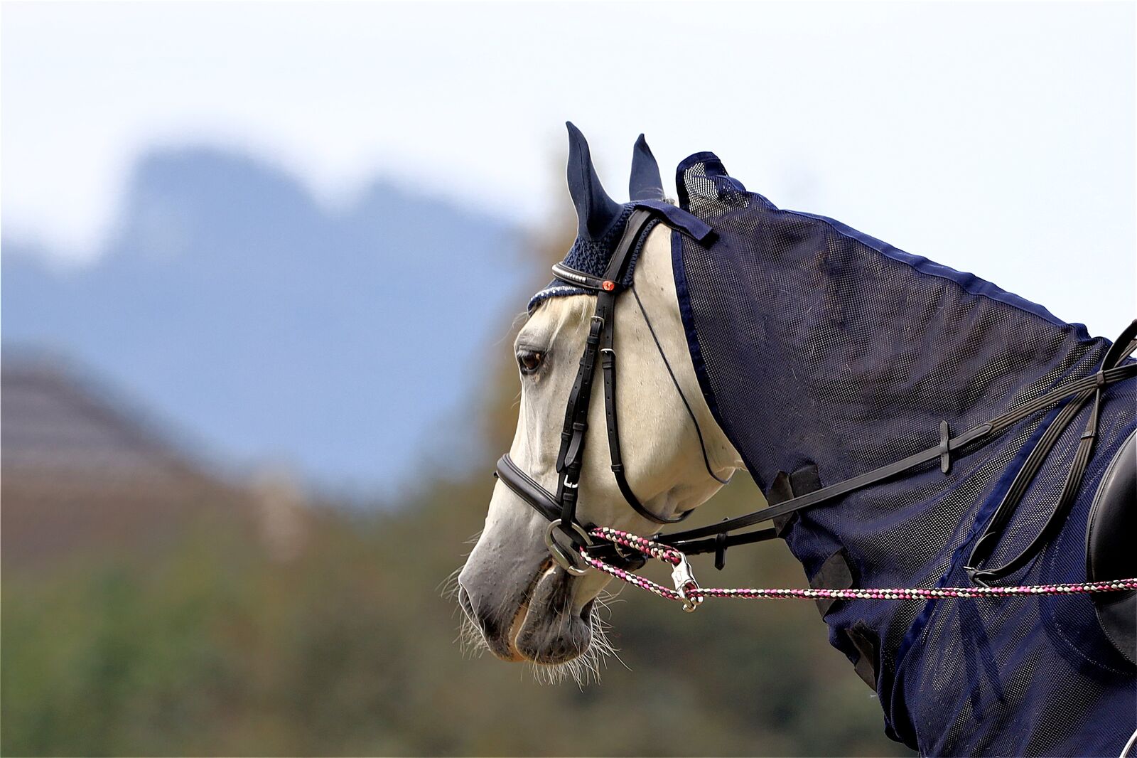 Canon EOS R sample photo. Horse, equestrian, reins photography