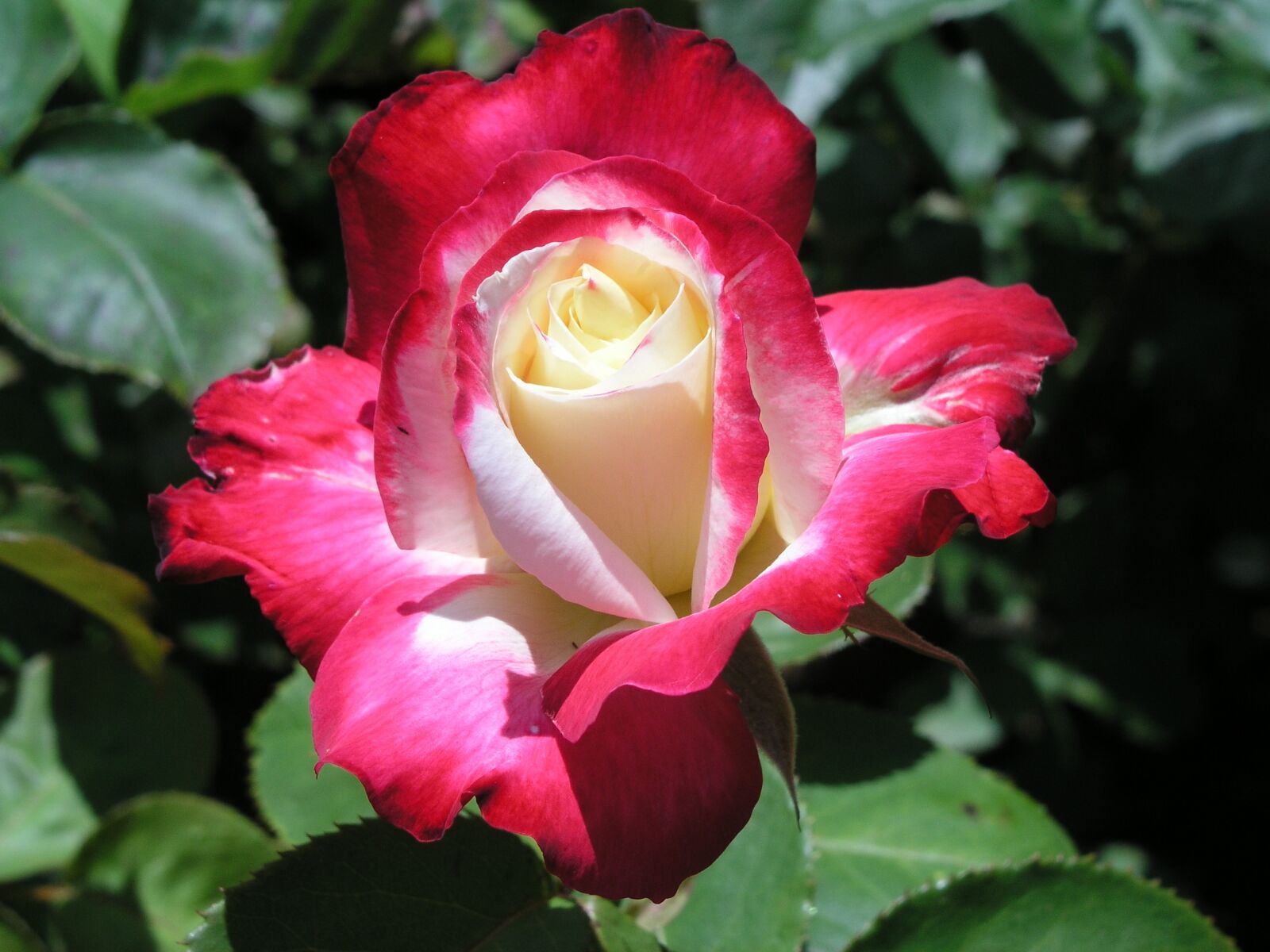 Olympus C5050Z sample photo. Flower, rose, bloom photography