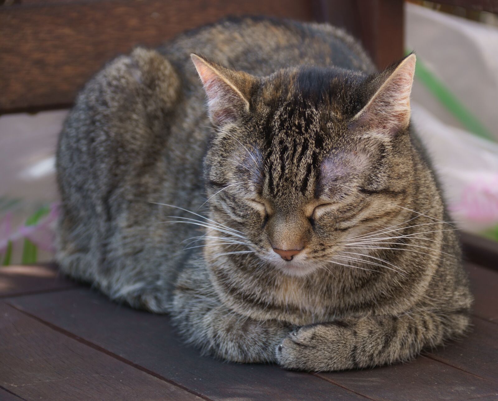 DT 18-300mm F3.5-6.3 sample photo. Cat, domestic, pet photography