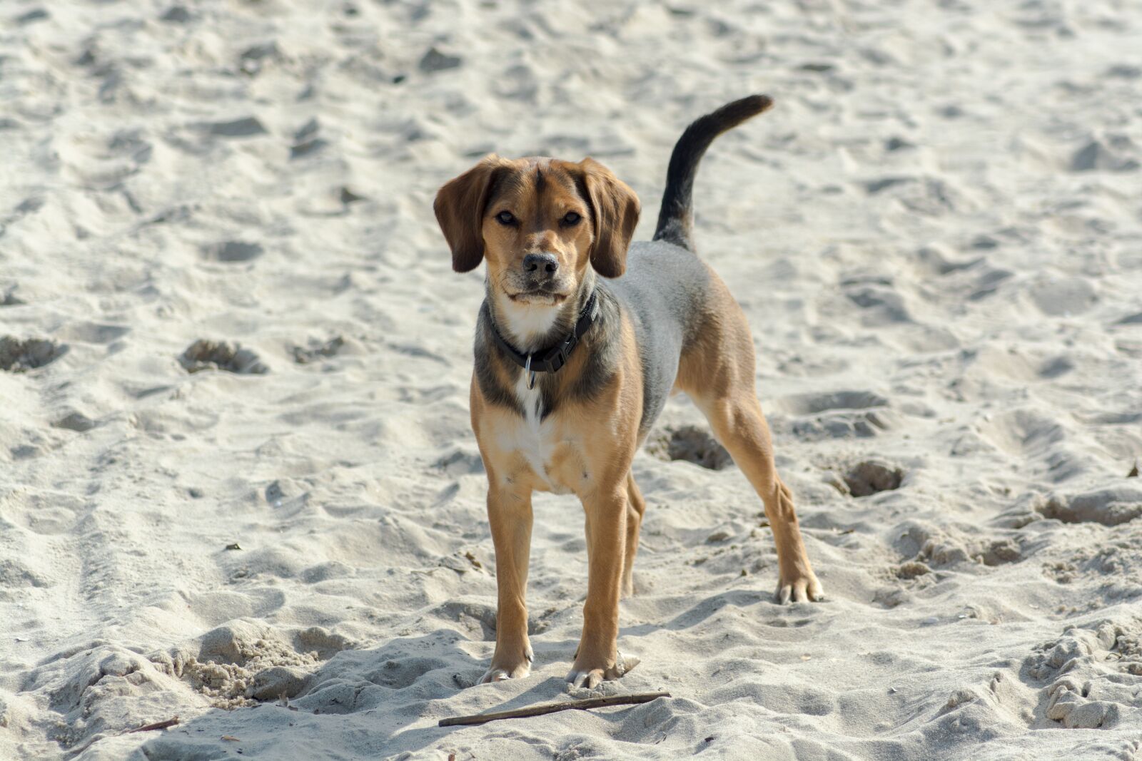 Nikon D5200 sample photo. Dog, beach, pet photography
