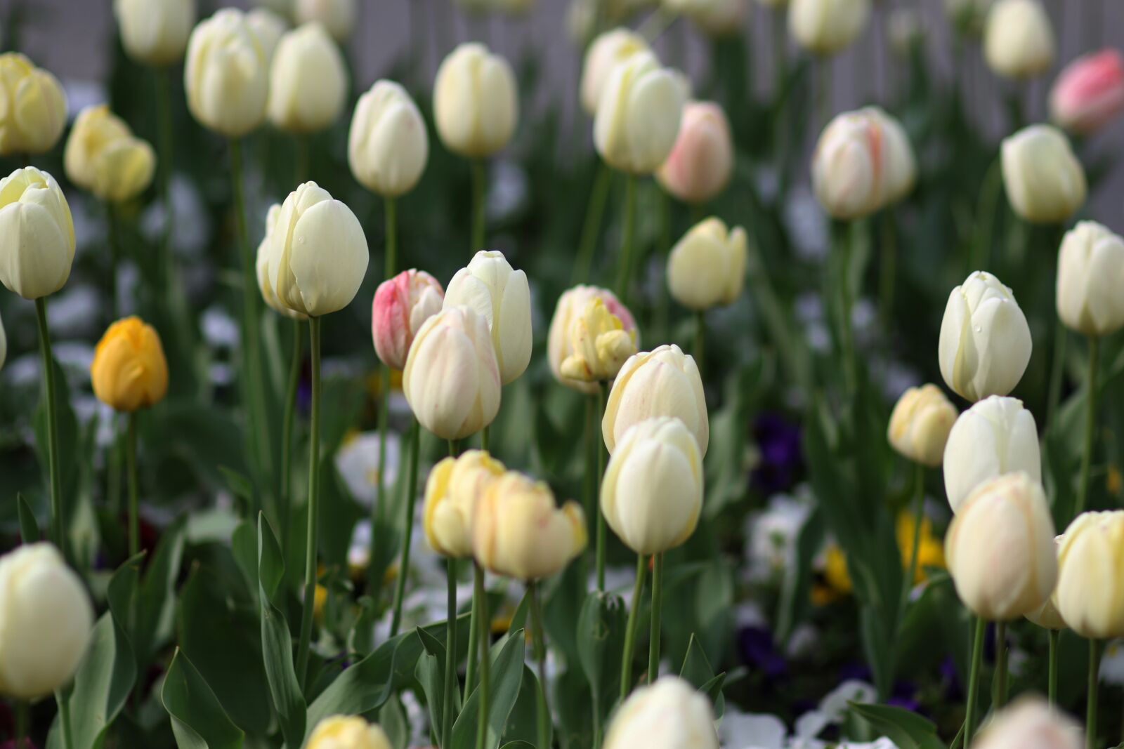 Canon EF 85mm F1.8 USM sample photo. Tulips, white, supplies photography