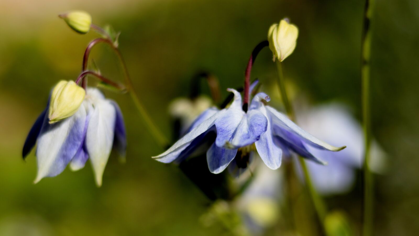 Canon EOS 750D (EOS Rebel T6i / EOS Kiss X8i) sample photo. Garden, flowers, spring photography