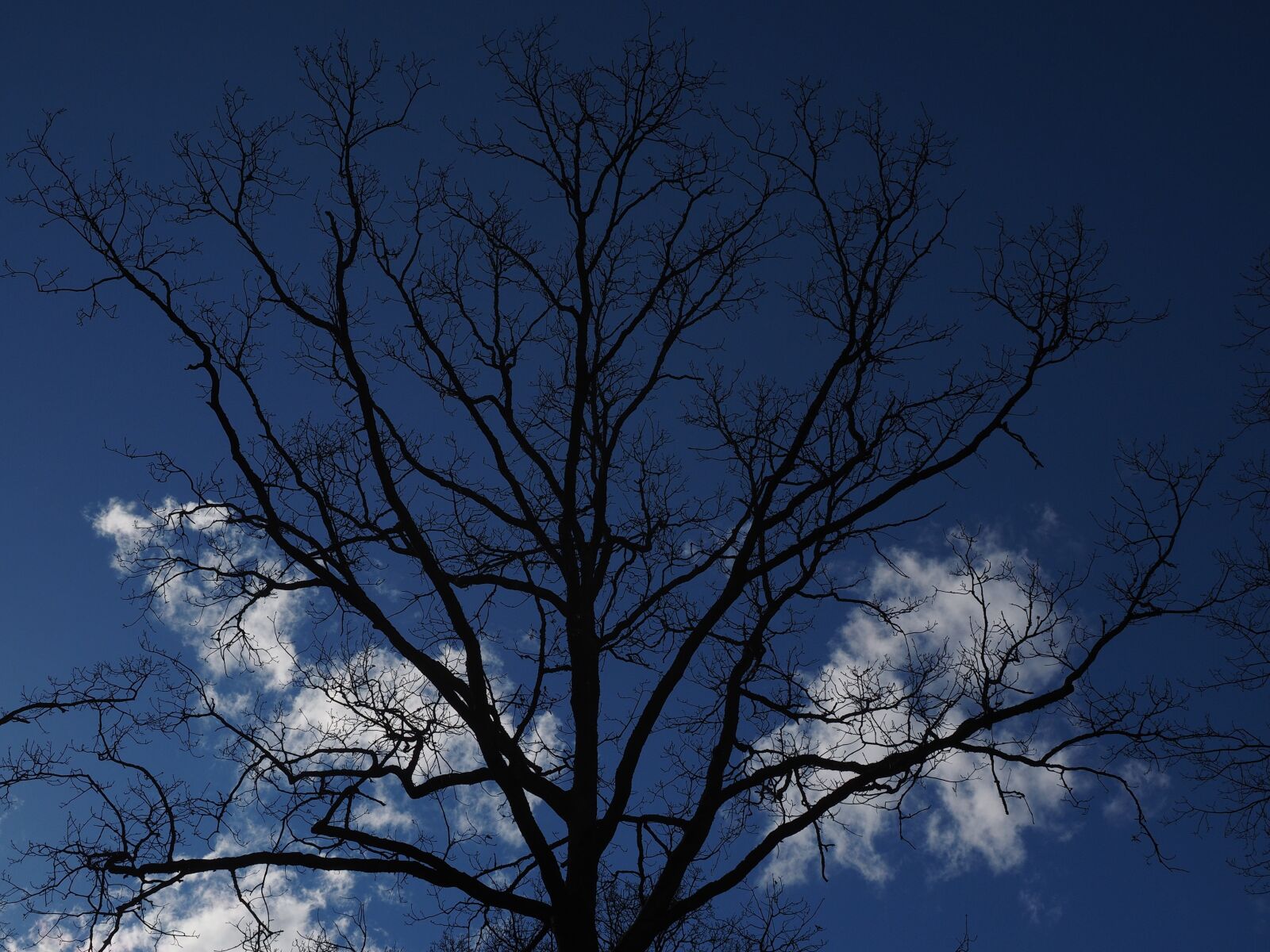 Olympus OM-D E-M1 + Olympus M.Zuiko Digital ED 12-40mm F2.8 Pro sample photo. Oak, tree, aesthetic photography