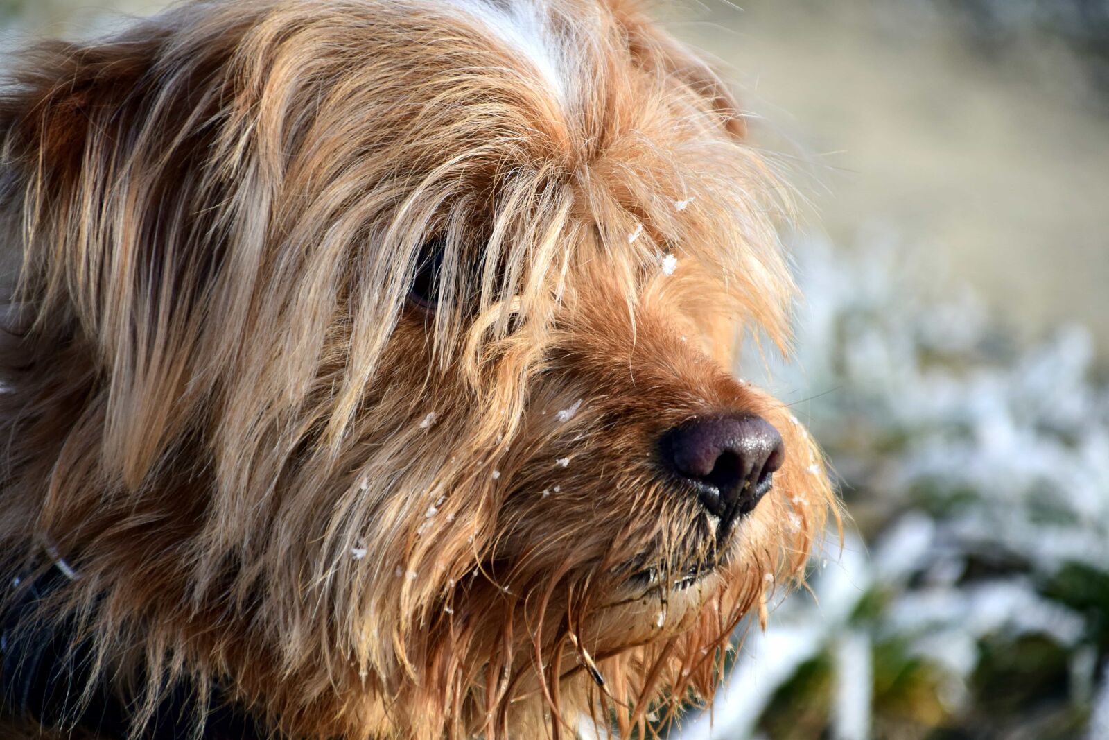 Nikon D3300 sample photo. Fur, canine, animal, pet photography