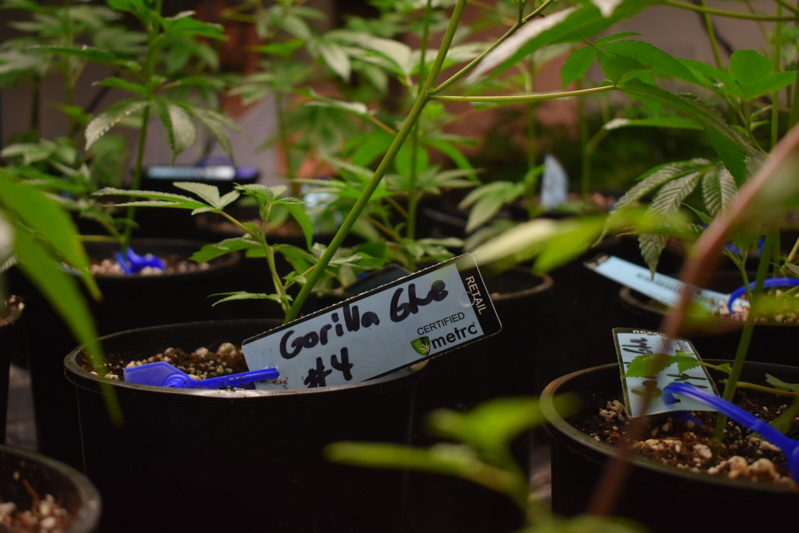 Nikon D3400 sample photo. Cannabis, marijuana, weed photography