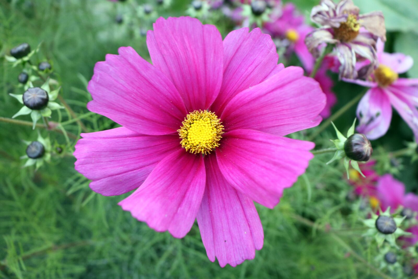 Canon EOS 750D (EOS Rebel T6i / EOS Kiss X8i) sample photo. Purple flower, pink flower photography