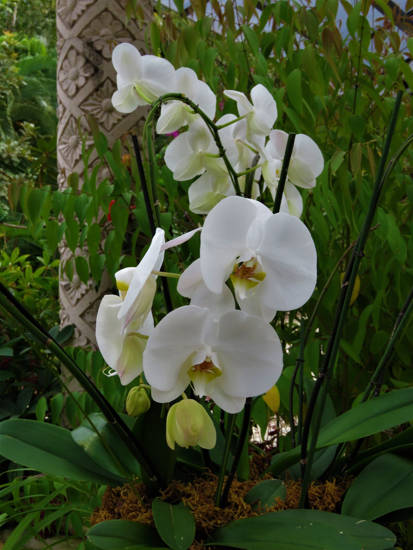 Canon PowerShot SX60 HS sample photo. White orchid, flower, tropical photography