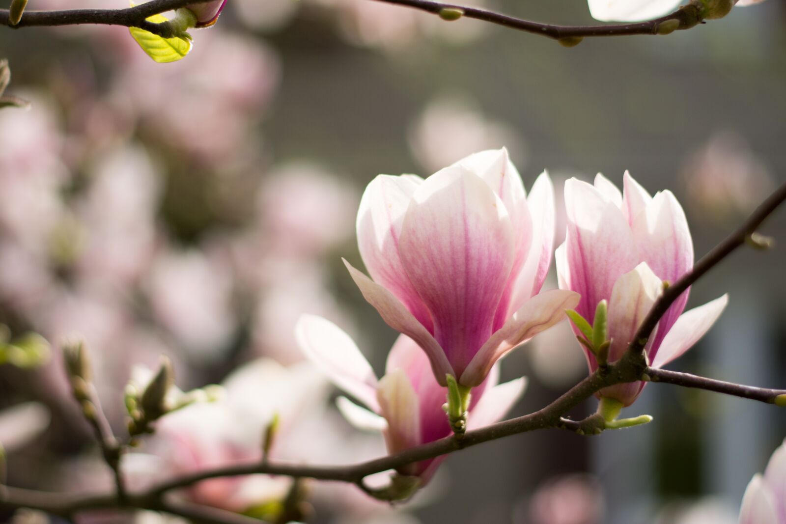 Nikon D5200 sample photo. Blooming flower, magnolia flower photography