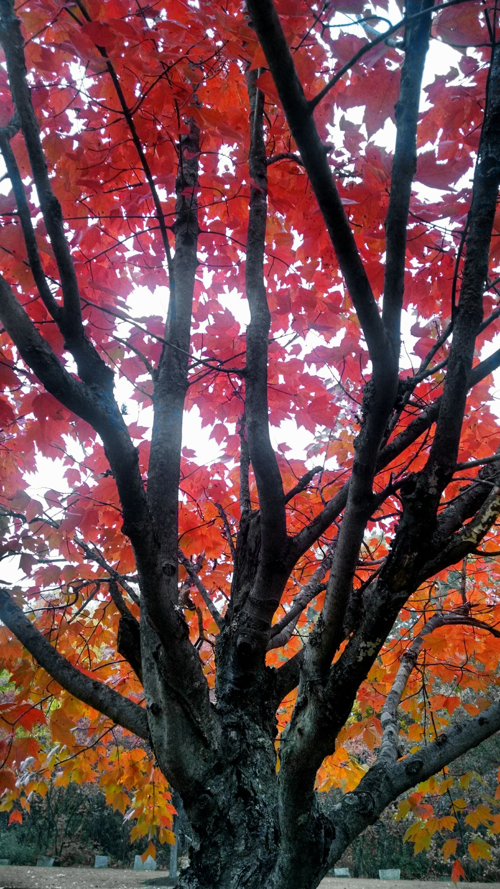 Motorola Moto X (1st Gen) sample photo. Leaves, nature, theme, autumn photography