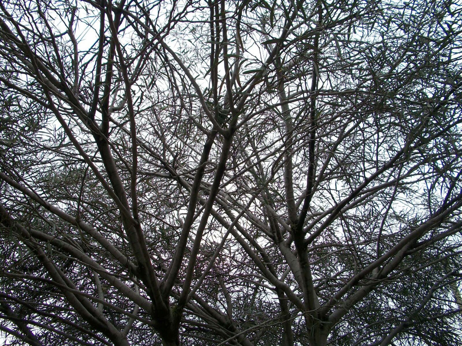 Kodak EASYSHARE M340 DIGITAL CAMERA sample photo. Tree, branches, branch photography
