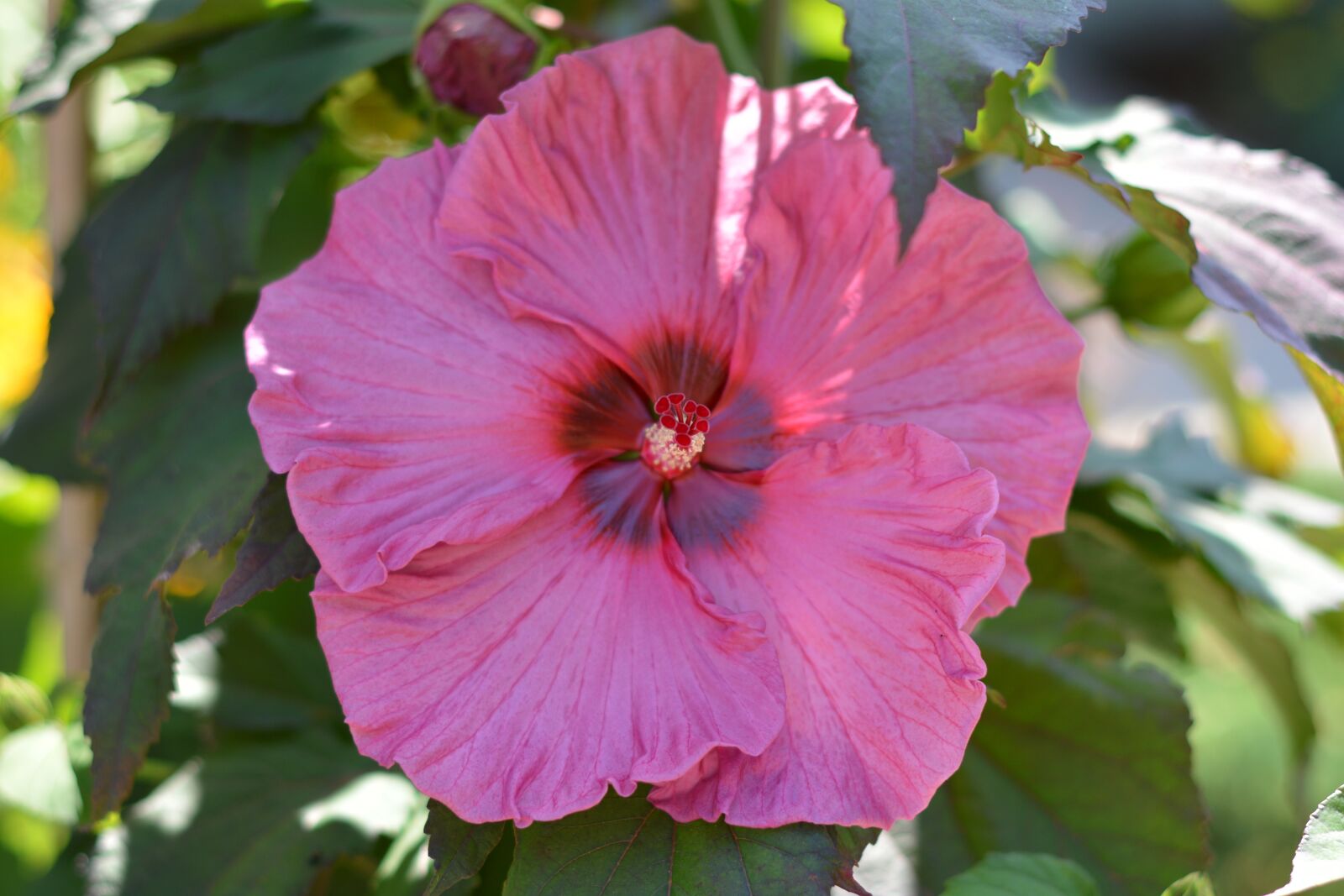 Nikon D5200 sample photo. Hibiscus, pink, flower photography
