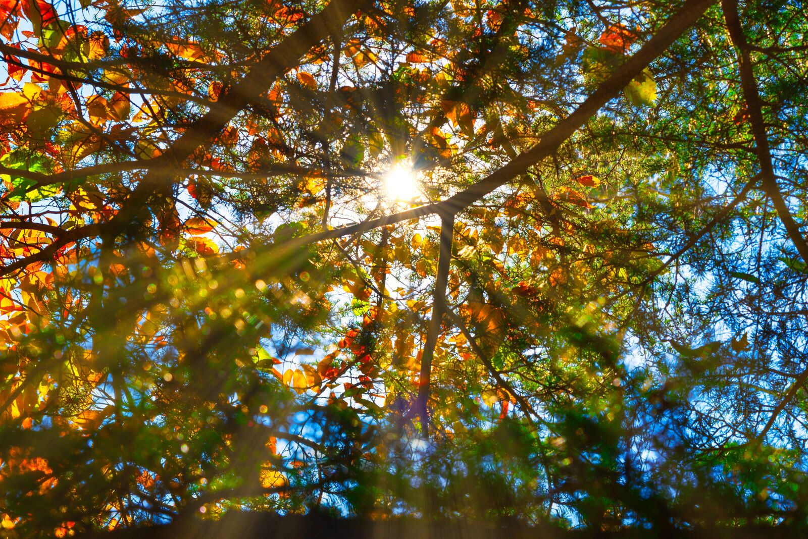 Nikon D750 sample photo. Autumn, sunbeams, tree photography