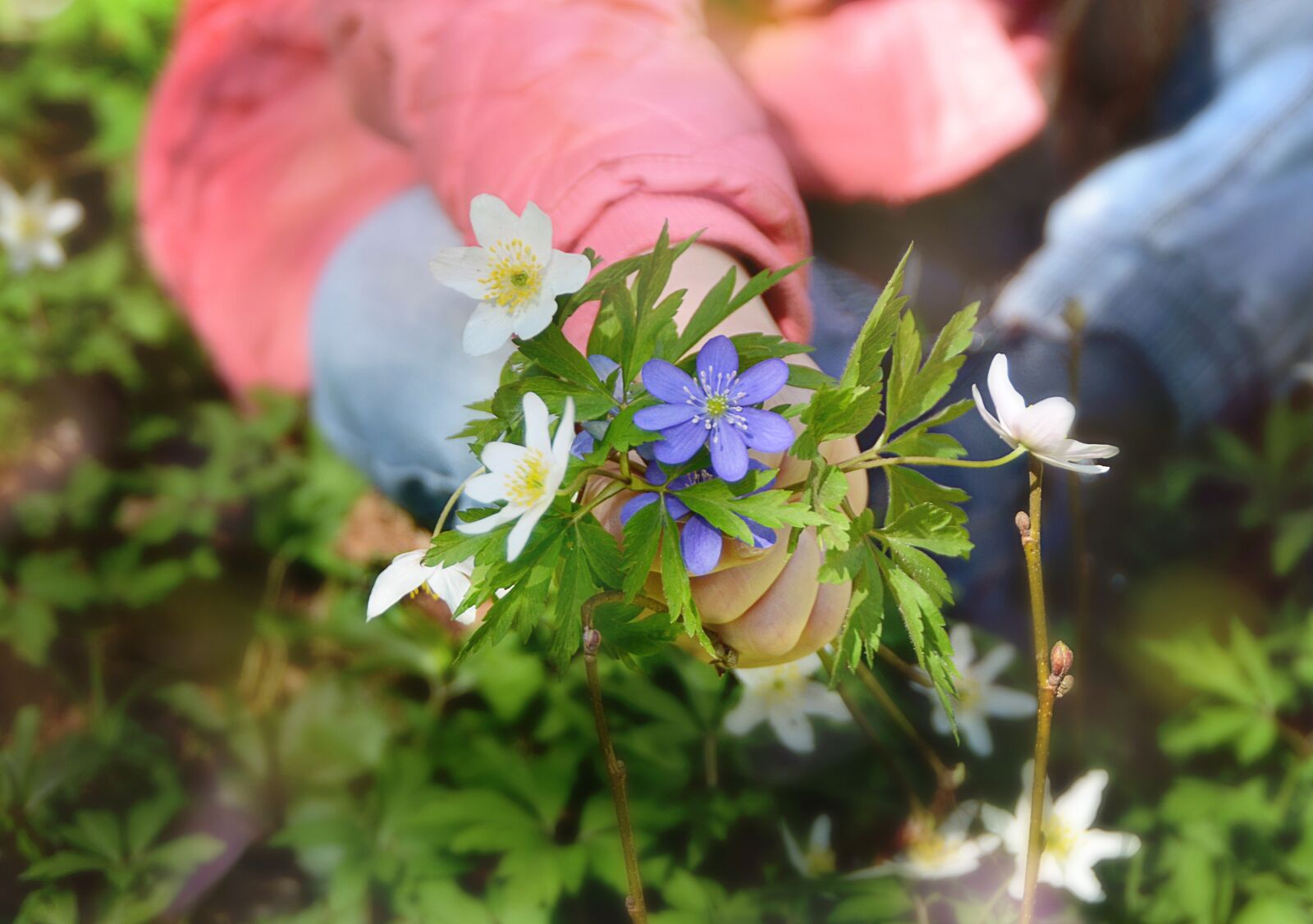 Nikon D7000 sample photo. Nature, beautifully, white photography